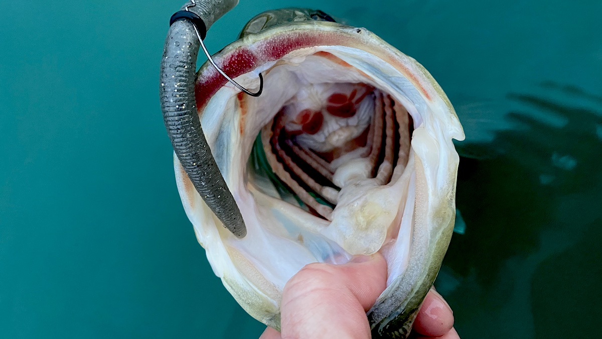 Pesca de tambor de água doce | Comedor de carnePesca de tambor de água doce | Comedor de carne  