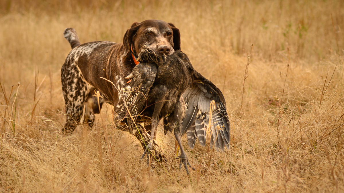 Turkey hunting cheap dog breeds