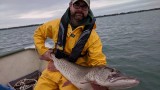 You Won't Believe How Far this Muskie Traveled