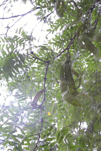 Honey Locust Pods