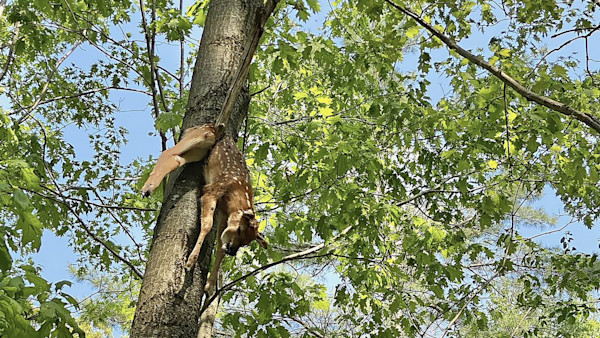 Biologists Unravel the Mysterious Case of the Hanging Fawn