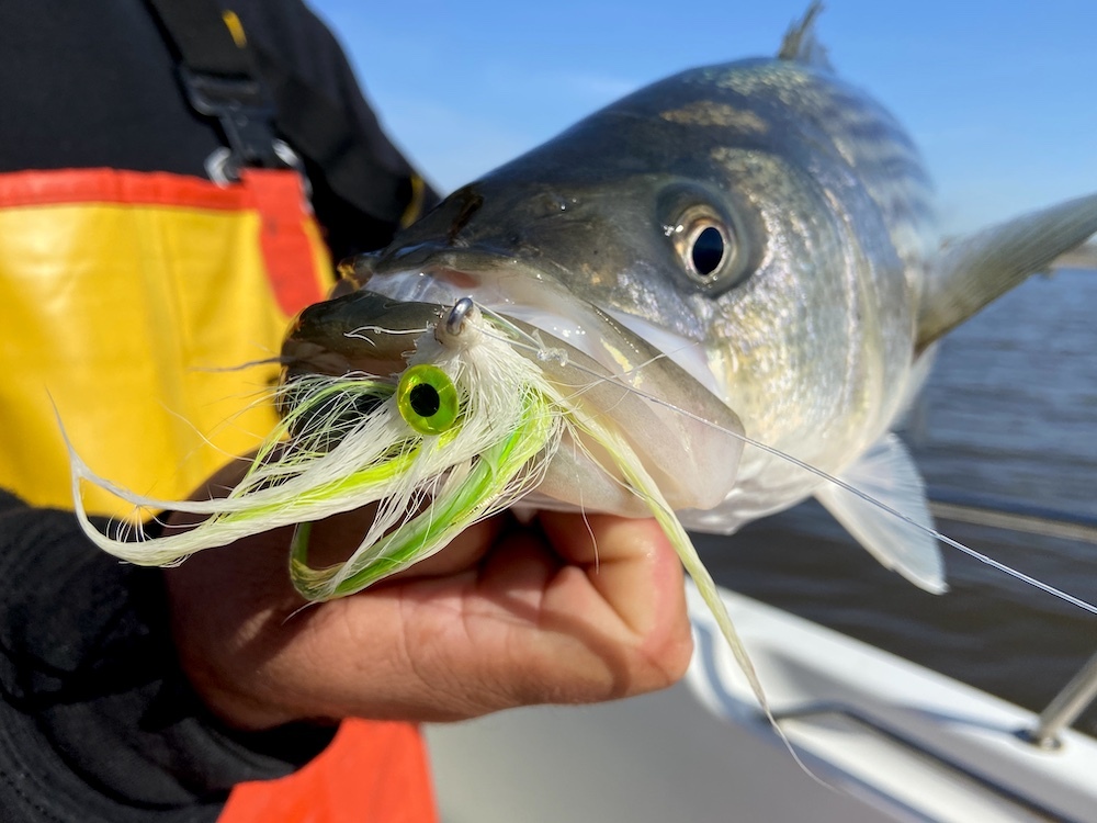 Why Did Trout Prefer This Lure Color Change? - Louisiana Fishing Blog