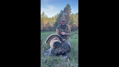 Coyote Attacks Janis's Wounded Turkey