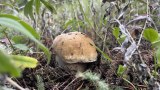 How to Find One of the World's Most Expensive Mushrooms