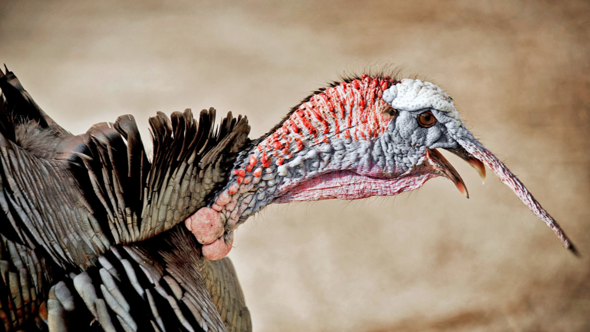 Wild Turkey Attacks: Horror in the Suburbs