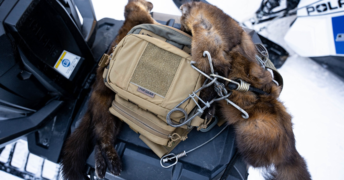 Colorado Severely Restricts Trapping Limits But Tables Fur Sale Ban Colorado Severely Restricts Trapping Limits But Tables Fur Sale Ban