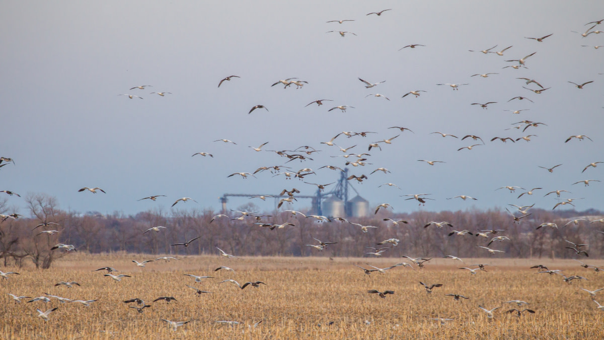 3 Hot Tips for Spring Snow Goose Hunting