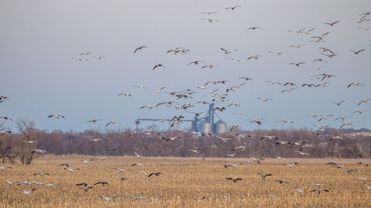 3 Hot Tips for Spring Snow Goose Hunting