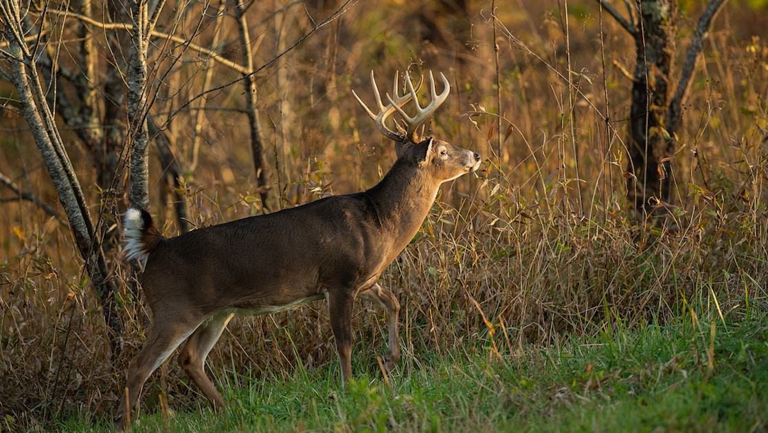 Why Transitions Are the Perfect Rut Setups | MeatEater Wired to Hunt