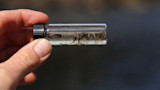 Vial of chironomid larvae in water held between fingers above dark water