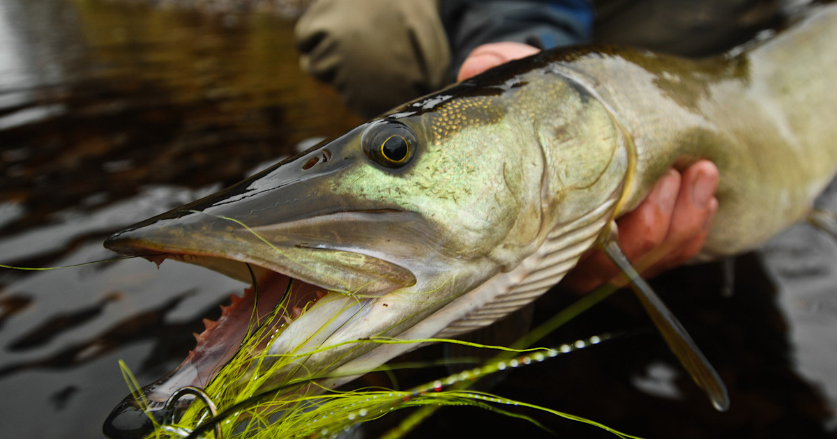 best lures for muskie fishing VK Musky 8.5" Orca Team Rhino Outdoors LLC Developed by muskie fishermen for muskie fishermen Salty Lures for Freshwater (Bass,