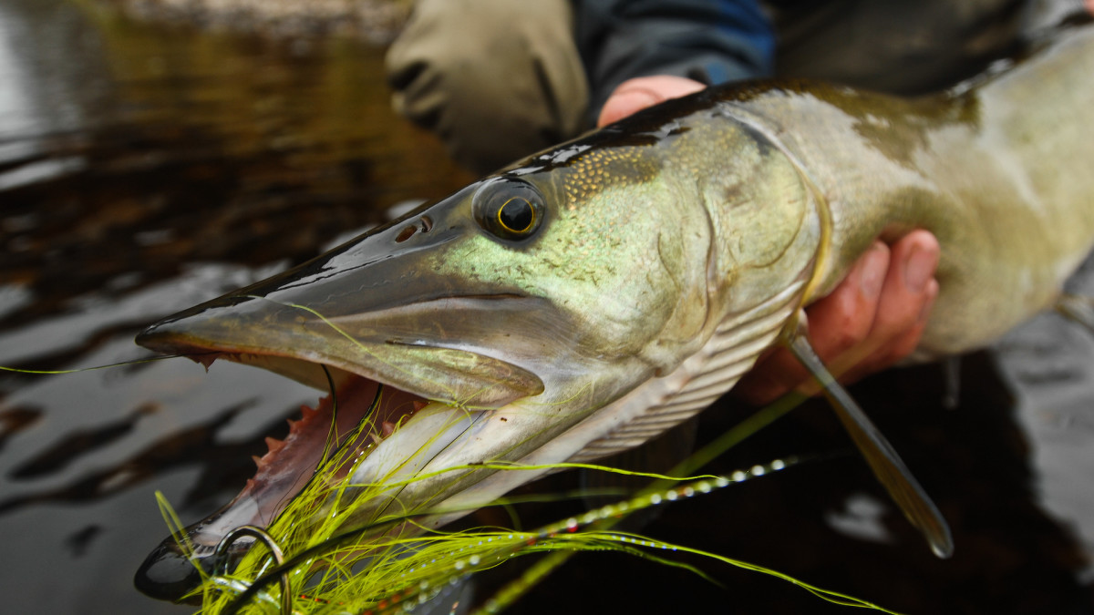 How to Catch Pike and Muskie on Topwater