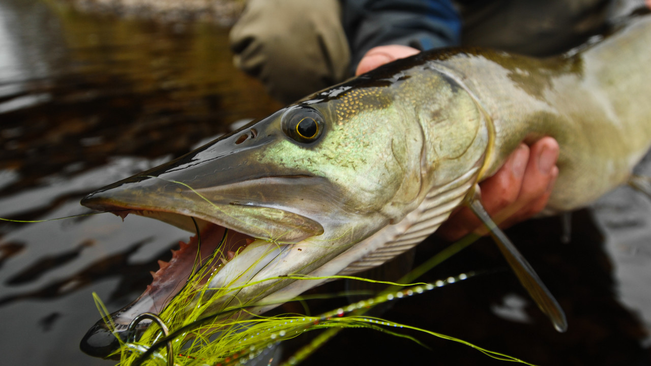 Esox Essentials : Don't Fish For Long Fish Without These Items 