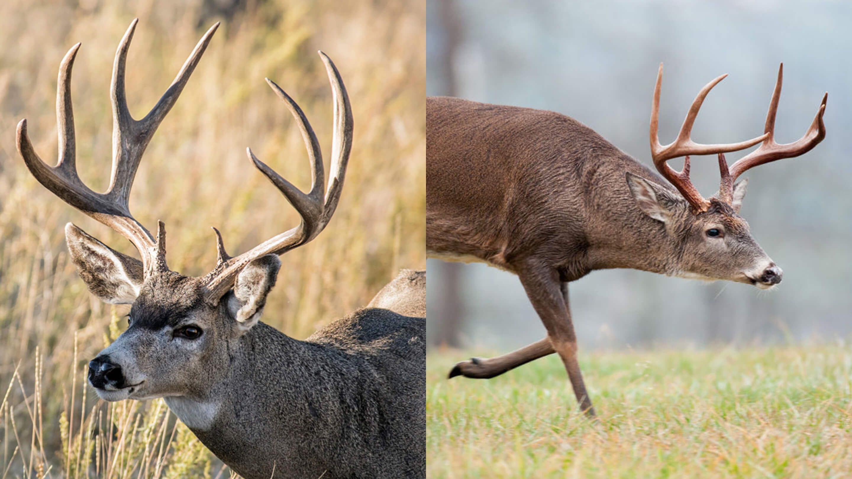 White tailed deals deer antlers