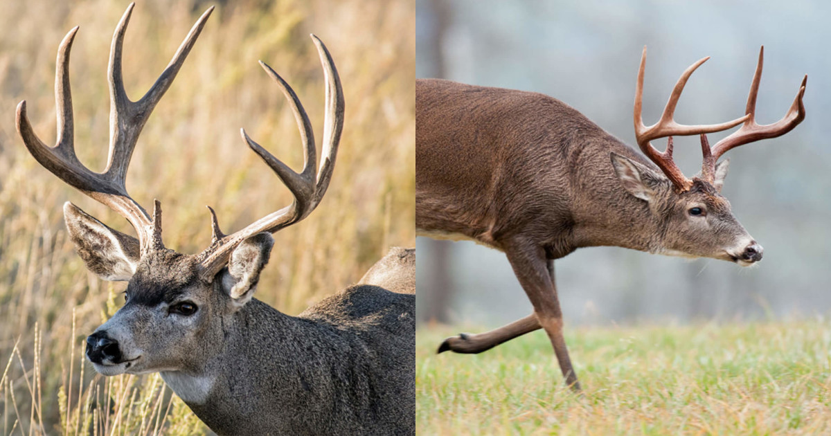 What State Has the Best Rack of Mule Deer 