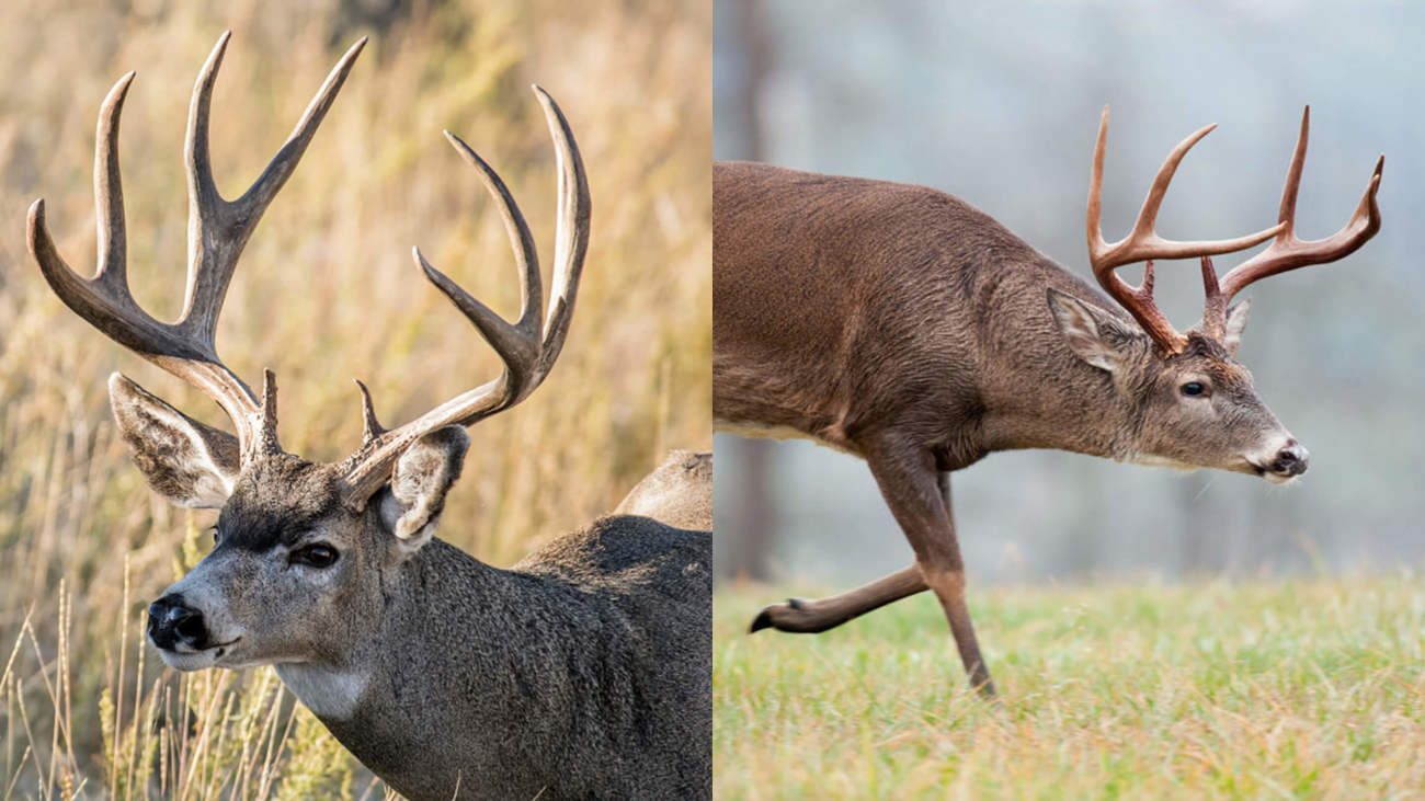 Mule Deer vs. Whitetails: A Species Comparison | MeatEater Wired To Hunt