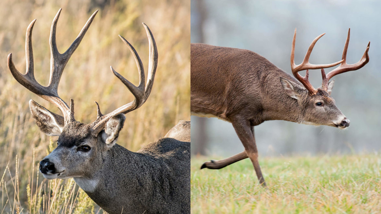 Mule Deer vs. Whitetails: A Species Comparison
