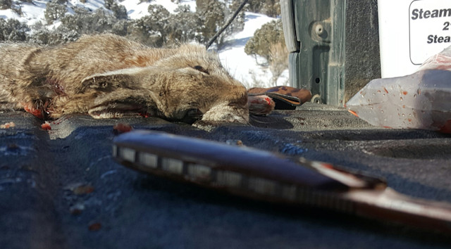 Small Game Field Care Tips | Meateater Wild Foods