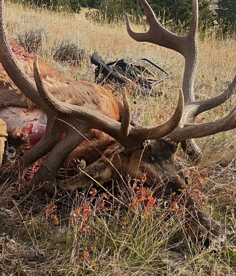 Bull Elk Antlers