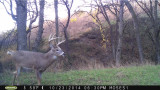 Ask Wired To Hunt: Are Wireless Trail Cameras Fair Chase?