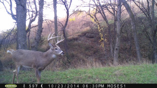 Ask Wired To Hunt: Are Wireless Trail Cameras Fair Chase?