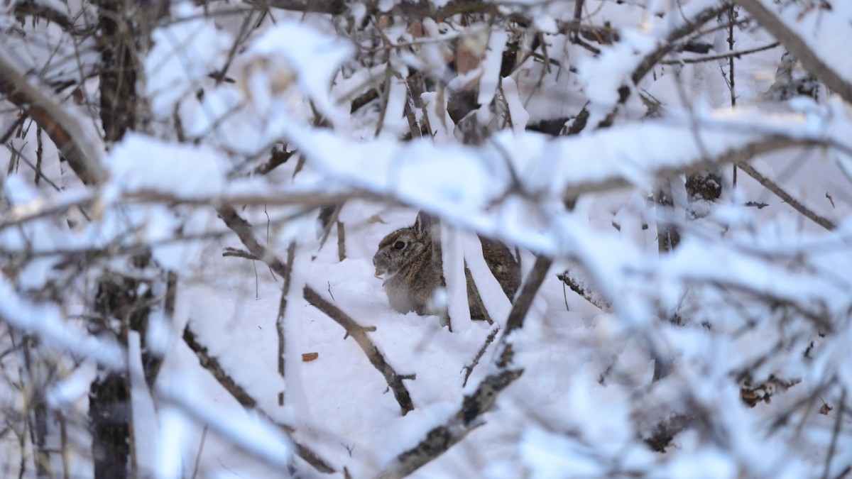 How Small Game Hunting Can Help You Kill More Mature Bucks