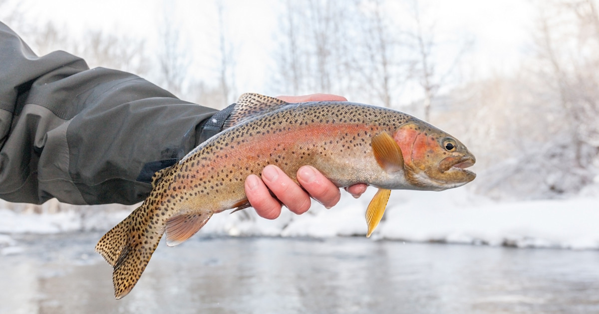 5 Ways to Catch More Winter Trout 5 Ways to Catch More Winter Trout