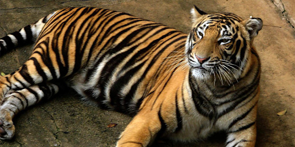 Fact Checker: Are There More Tigers in America than the Wild? 
