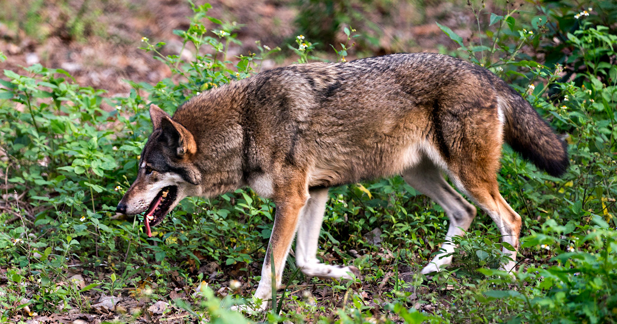 Red Wolf Eating Deer