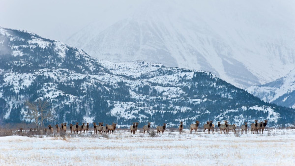 Historic Wyoming Elk Feedgrounds Face Disease and Debate 