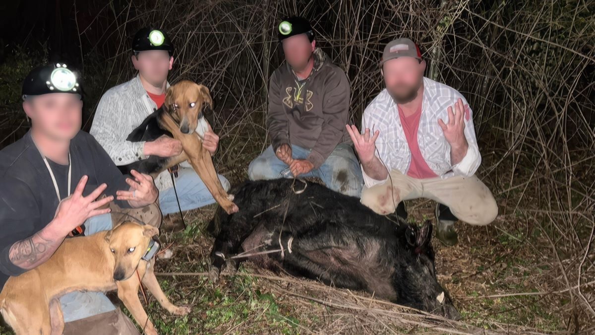 Louisiana Men Used Landfill Hogs to Cheat in a Hunting Contest, Authorities Say