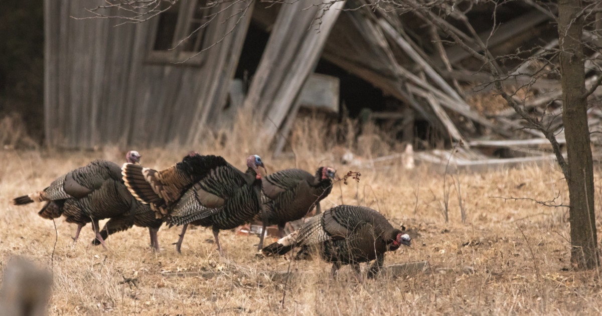 How to Turkey Hunt Small Properties | MeatEater Hunting