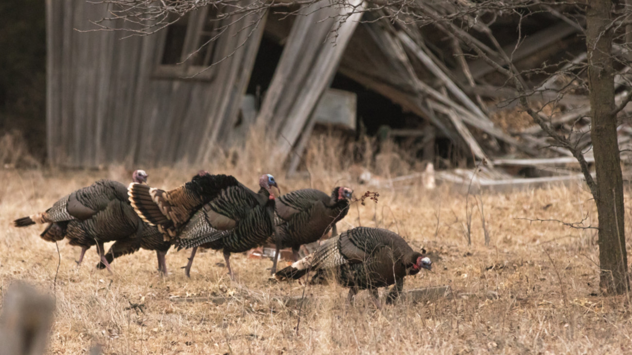 How to Turkey Hunt Small Properties