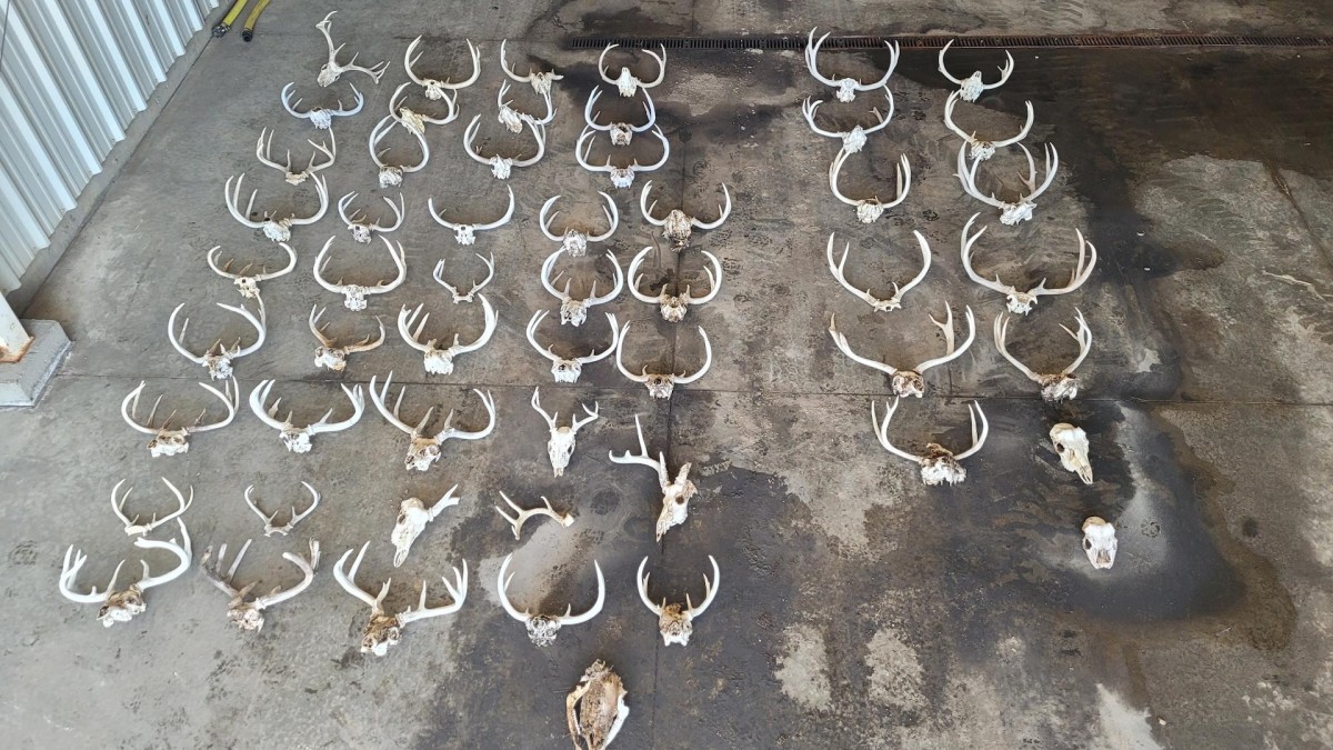 South Dakota Man Fined After Roping Whitetail Bucks and Tying Them to His Truck