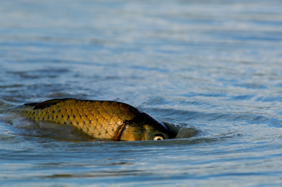 The bucket list fishing waters of 2023, 260 Connection