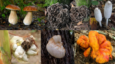 The 12 Best Edible Wild Mushrooms