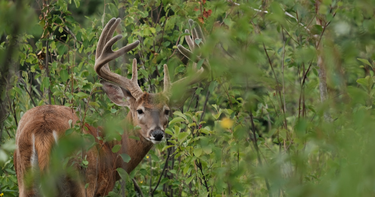 Summer Habitat Improvements for Whitetails Summer Habitat Improvements for Whitetails
