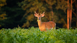 How to Plant a Food Plot with Minimal Equipment