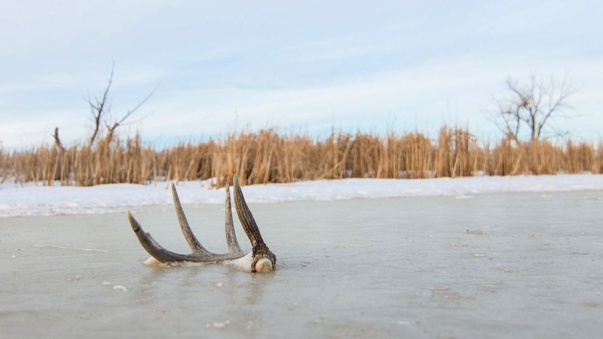 3 Best Natural Food Sources to Shed Hunt