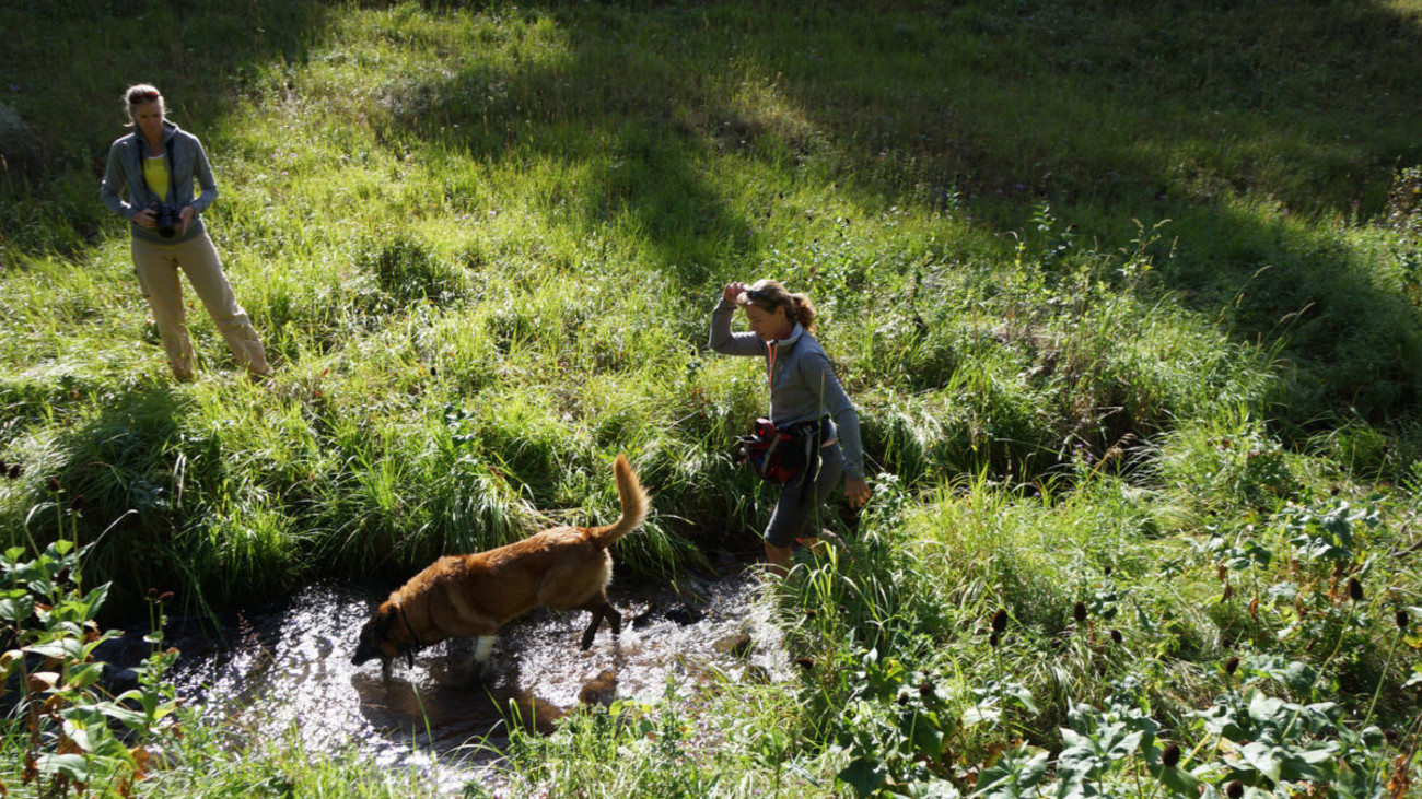 The Dogs That Track Trout for Conservation