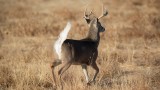 Telltale Signs of Bad Deer Camps