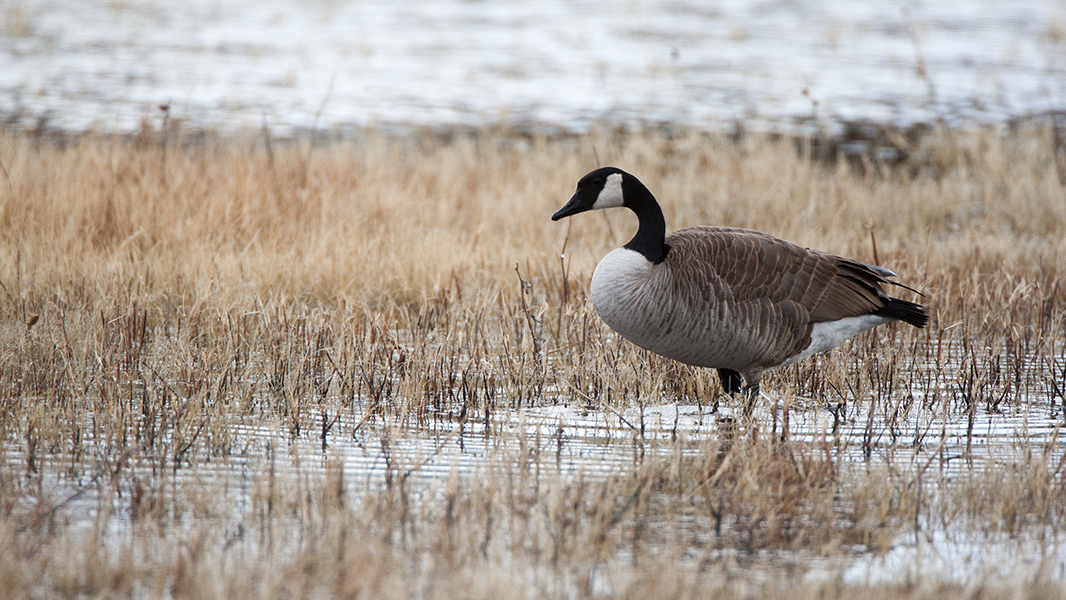 Canada goose hotsell vs geese