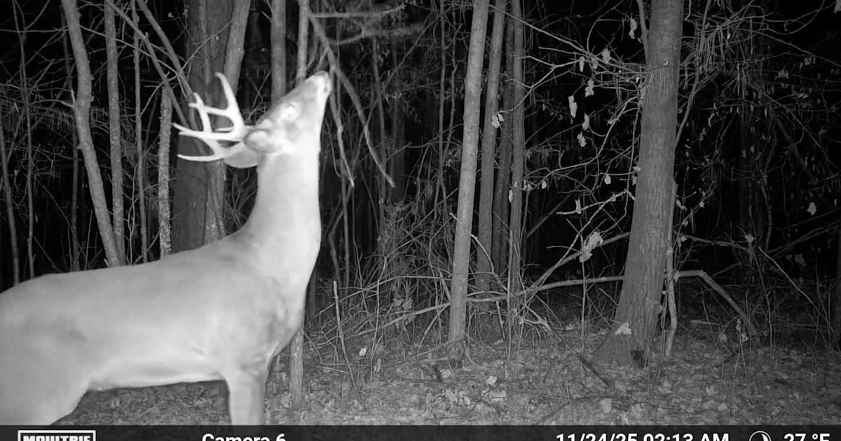 What I Learned about Whitetails from Year-Round Trail Camera Use What I Learned about Whitetails from Year-Round Trail Camera Use