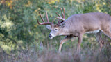 The Statistical Approach to Rut Hunting