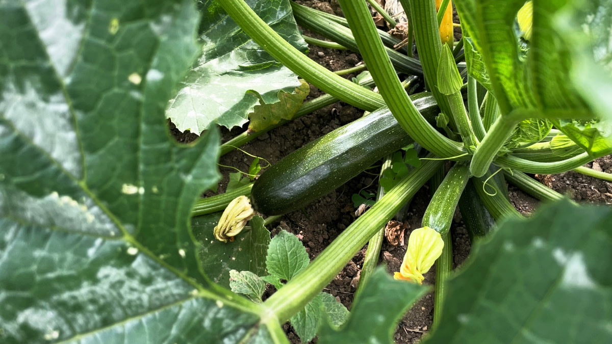 How to Grow Squash