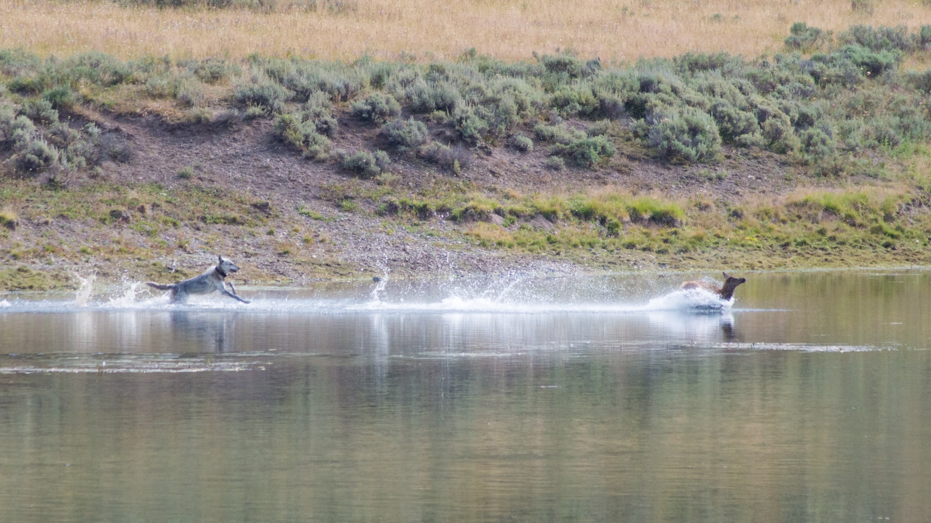Wolves chasing a wapiti, Yellowstone River (6) by Supercarwaar