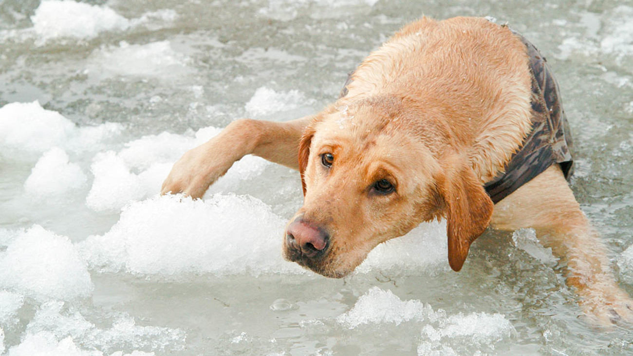 Ask A Vet: Cold Weather Bird Dog Concerns