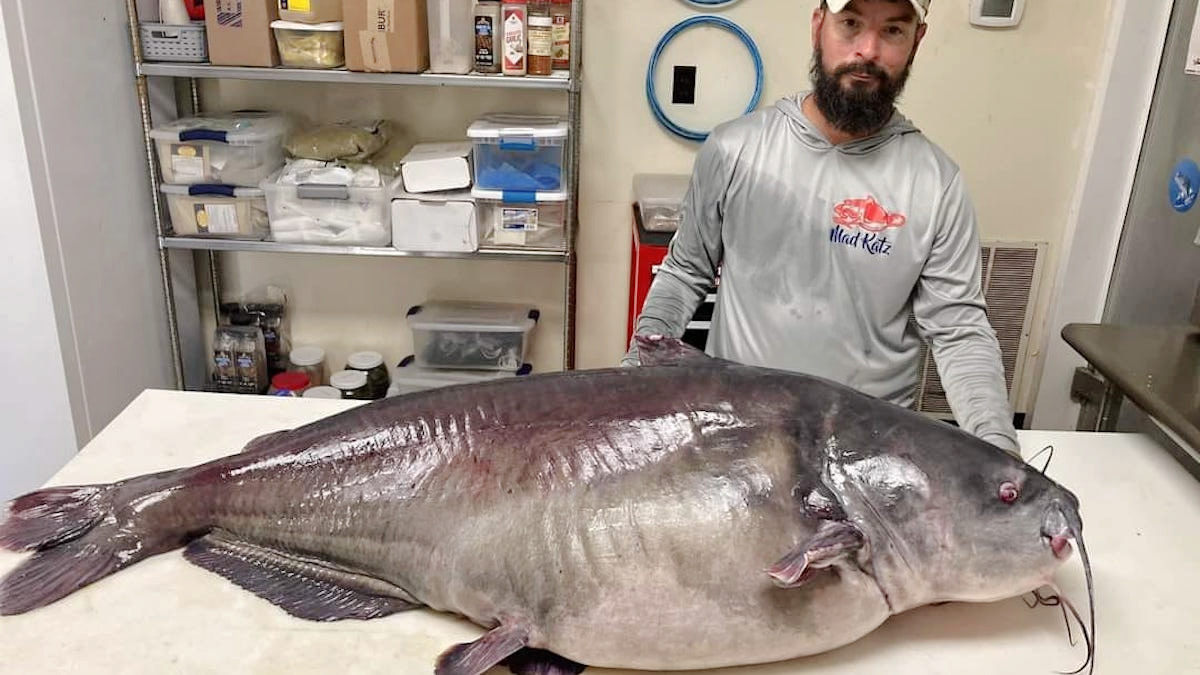 Photos: Tennessee Man Breaks Record with Enormous Blue Catfish