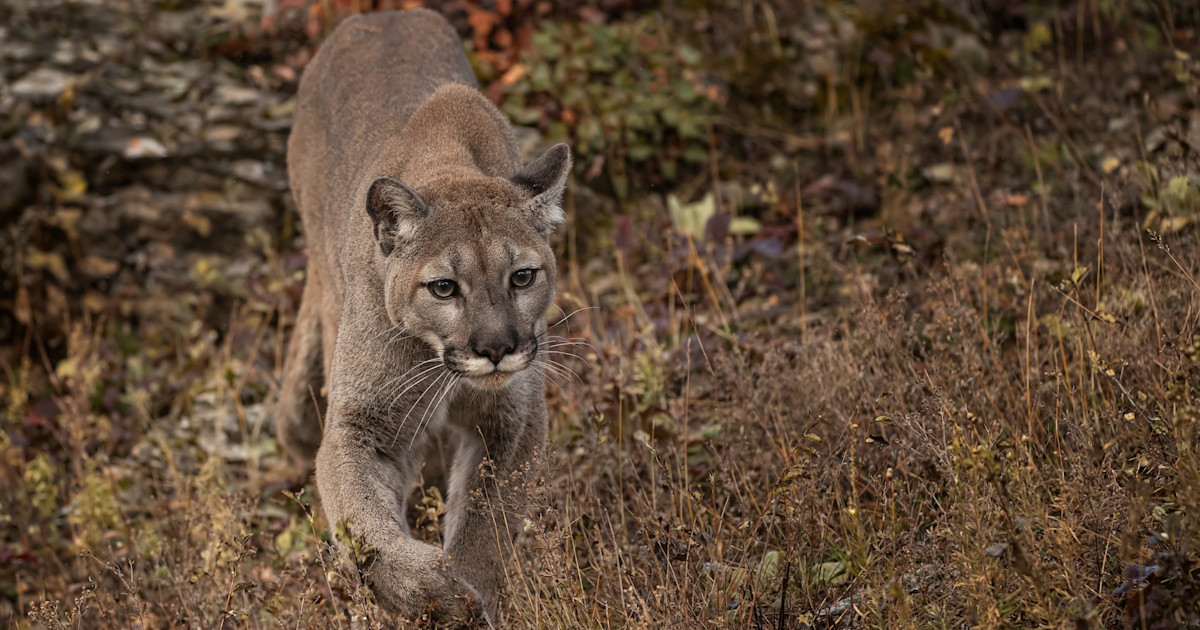 Details Emerge About New Year’s Day Mountain Lion Attack In Colorado Details Emerge About New Year’s Day Mountain Lion Attack In Colorado