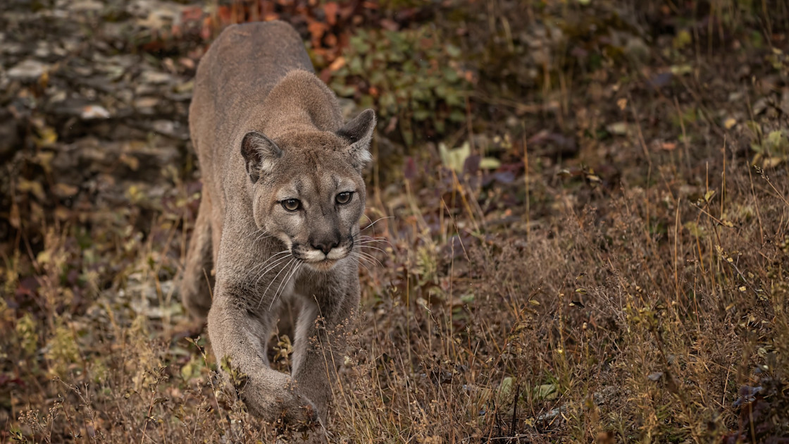 Details Emerge About New Year’s Day Mountain Lion Attack In Colorado